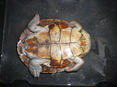 Myuchelys georgesi