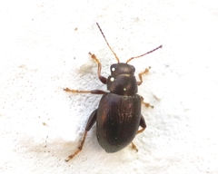 Chaetocnema hortensis