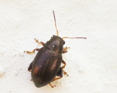 Chaetocnema hortensis