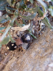 Ronisia barbarula
