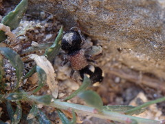 Ronisia barbarula