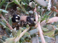 Ronisia barbarula
