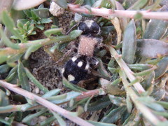 Ronisia barbarula