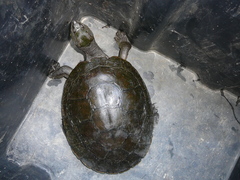 Myuchelys georgesi