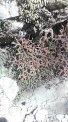 Selaginella denticulata