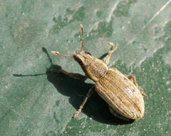 Sitona humeralis