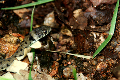 Natrix astreptophora