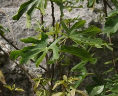 Ficus carica