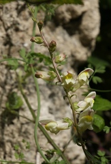 Antirrhinum siculum