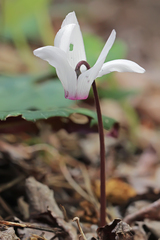 Cyclamen rhodium