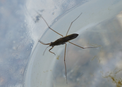 Gerris latiabdominis