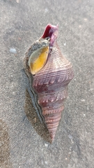 Telescopium telescopium
