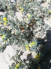 Medicago marina