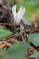 Cyclamen rhodium