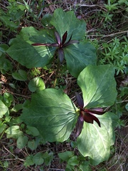 Trillium angustipetalum