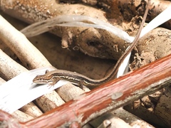 Takydromus tachydromoides