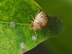Megacopta cribraria