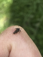 Asiraca