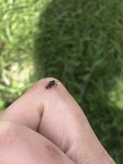 Asiraca