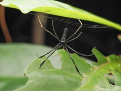 Nephila pilipes