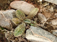 Myosotis brevis