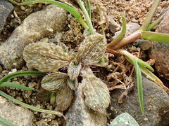 Myosotis brevis