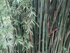Bambusa pachinensis