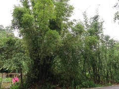 Bambusa pachinensis
