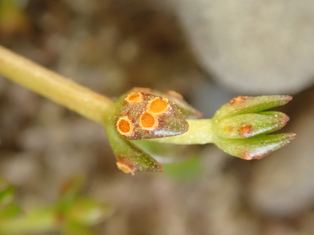 Puccinia punctata