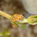 Puccinia punctata - Photo (c) Melissa Hutchison, some rights reserved (CC BY-NC-ND), uploaded by Melissa Hutchison