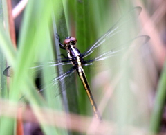 Libellula vibrans
