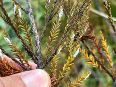 Paraferrisia podocarpi