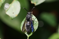Anterhynchium flavomarginatum