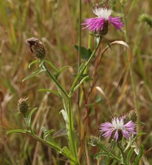 Centaurea napifolia