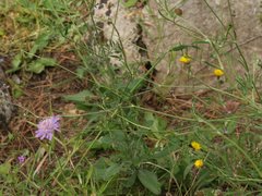 Sixalix atropurpurea