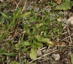Valerianella eriocarpa