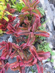 Kalanchoe sexangularis