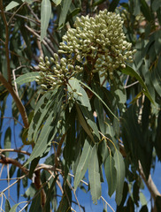 Corymbia terminalis
