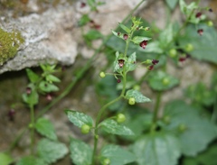 Scrophularia peregrina