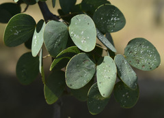 Lysiphyllum cunninghamii