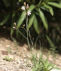 Asphodelus fistulosus