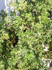 Artemisia campestris maritima