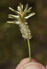 Ptilotus fusiformis