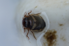 Platambus fimbriatus