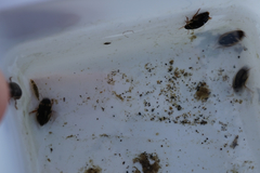 Platambus fimbriatus