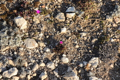 Lampranthus diutinus