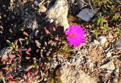Lampranthus diutinus
