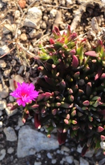 Lampranthus diutinus