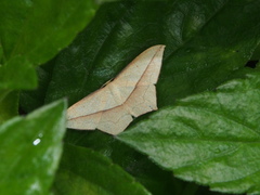 Timandra convectaria