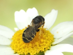 Ceratina flavipes